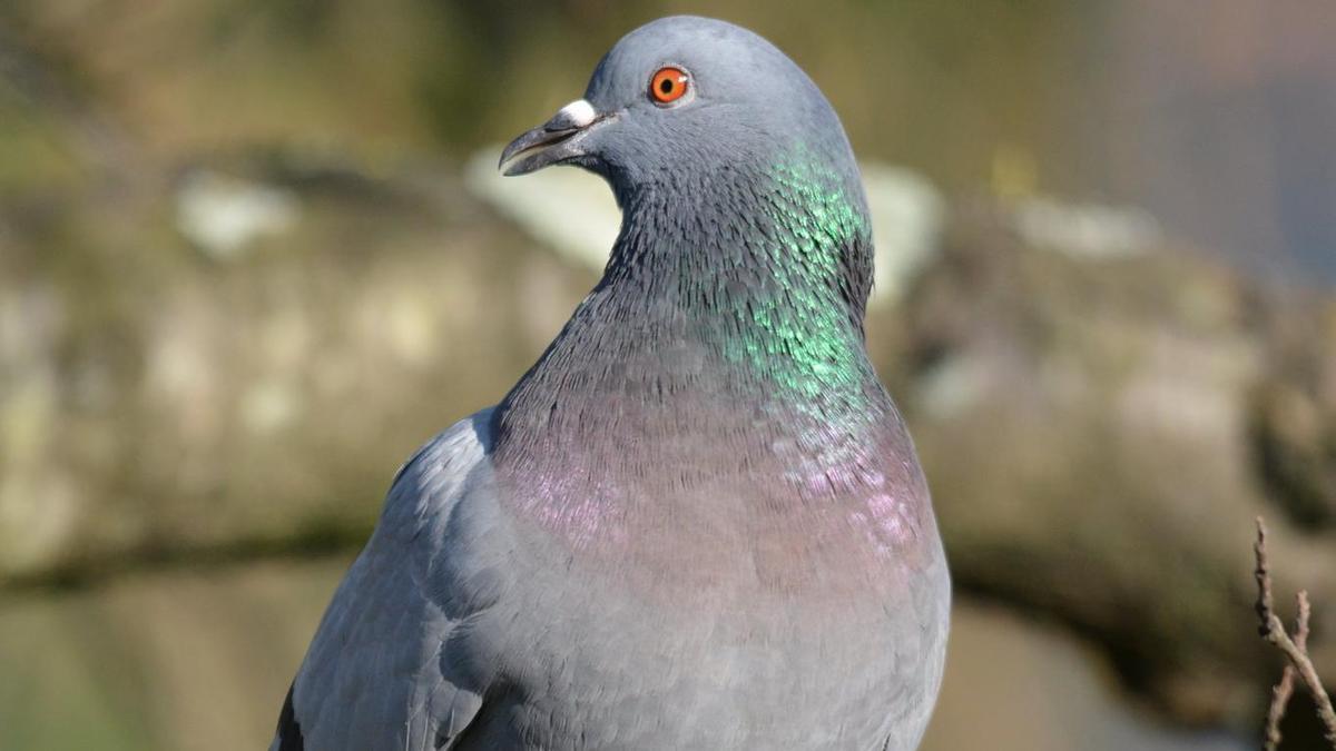¿Qué es la colombofobia? Una experta explica cómo afrontar el miedo irracional a las palomas