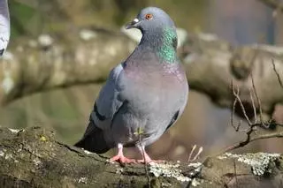 ¿Qué es la colombofobia? Una experta explica cómo afrontar el miedo irracional a las palomas