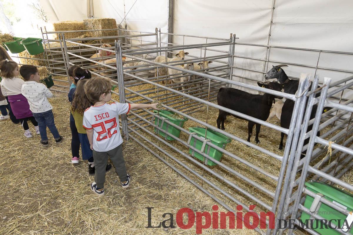 Así se ha vivido la IX Feria del Cordero Segureño celebraba en la pedanía caravaqueña de Archivel