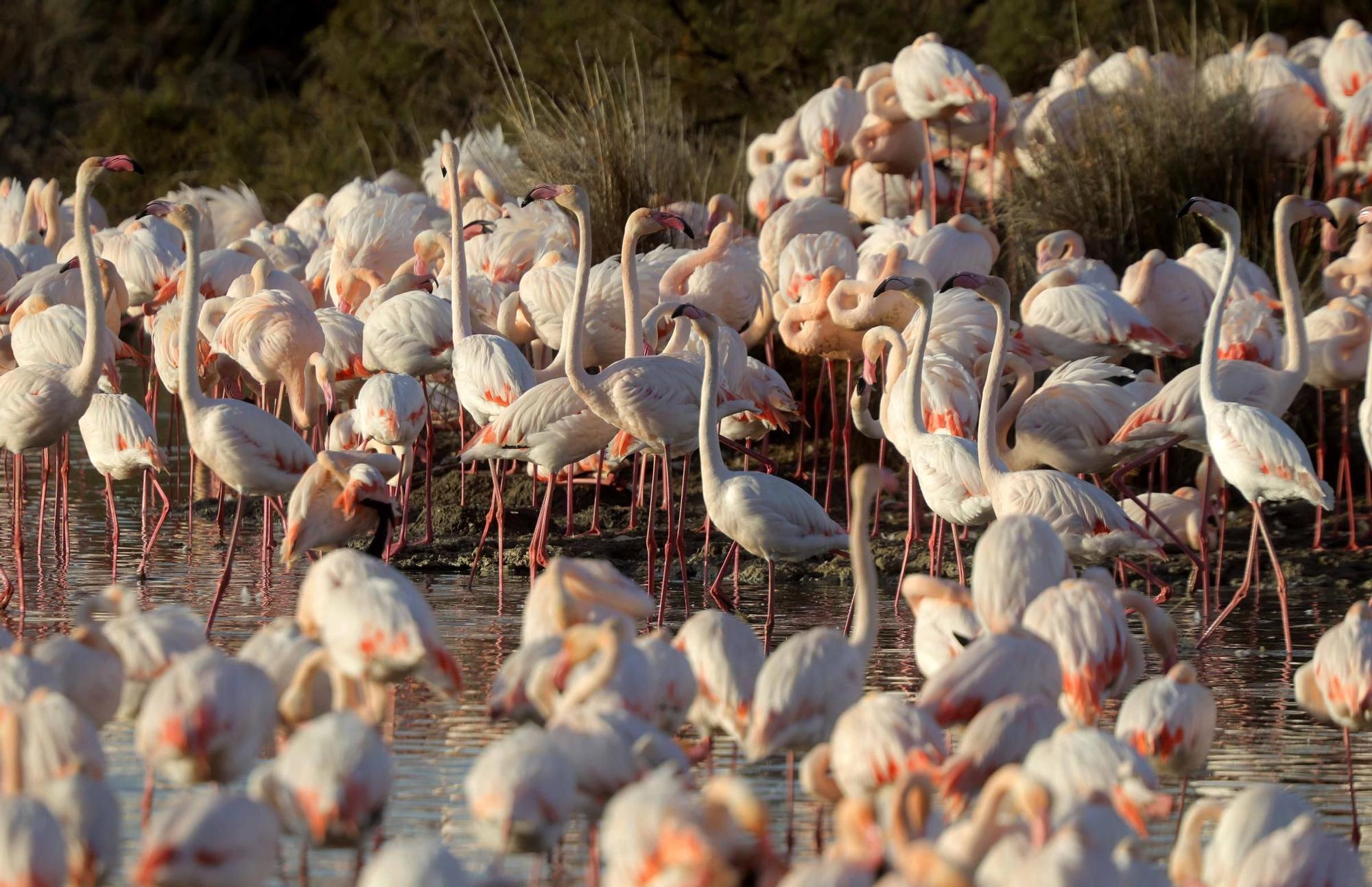 Los flamencos vuelven a L´Albufera para criar