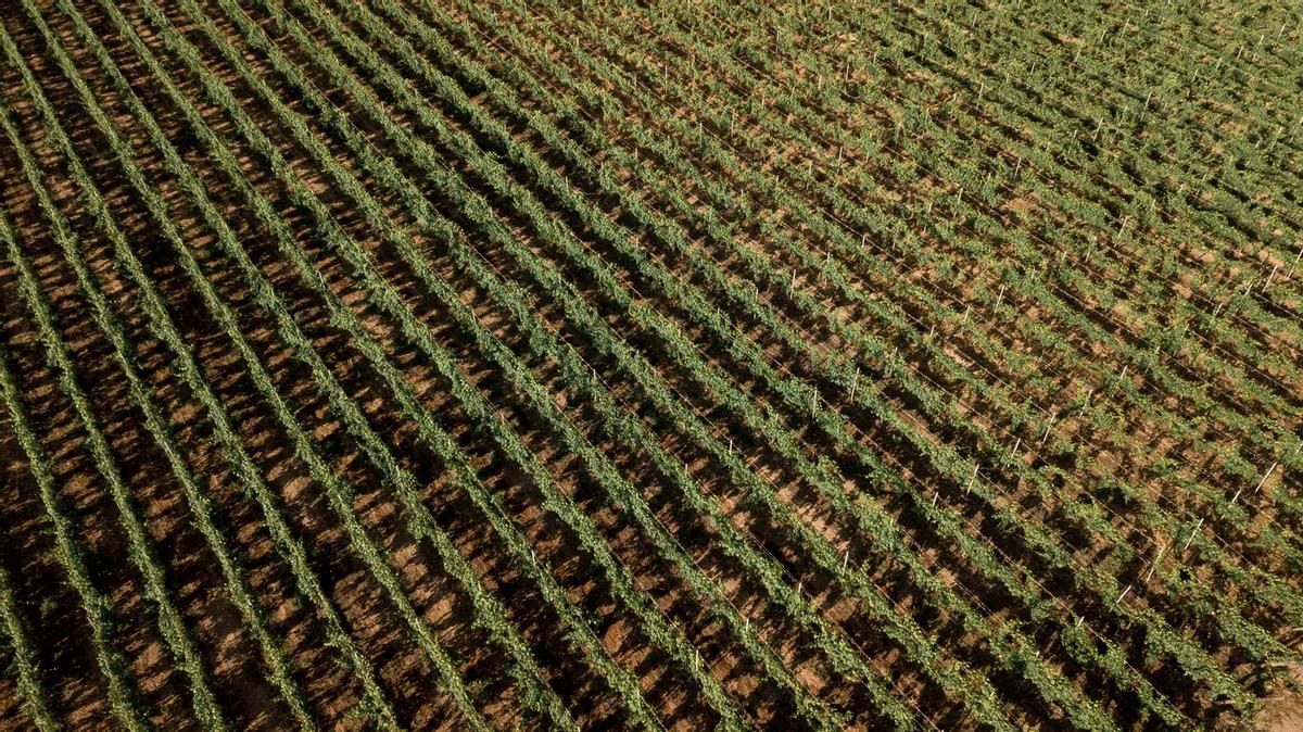 Viñedos en Tenerife.
