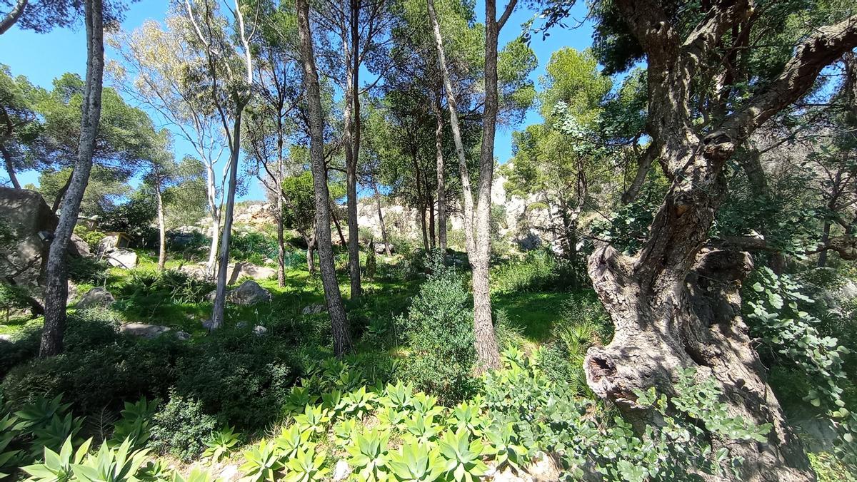Al otro lado de las parcelas privadas de calle Sauces, el Ayuntamiento no ha clareado la franja de cortafuegos, critican en Pinares de San Antón.