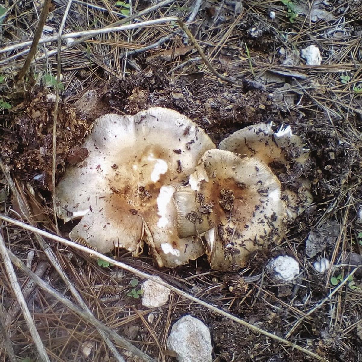 'Blava': Crecen en bosques de encinas y mixtos. Son una familia muy extensa y muchas de ellas son excelentes comestibles.