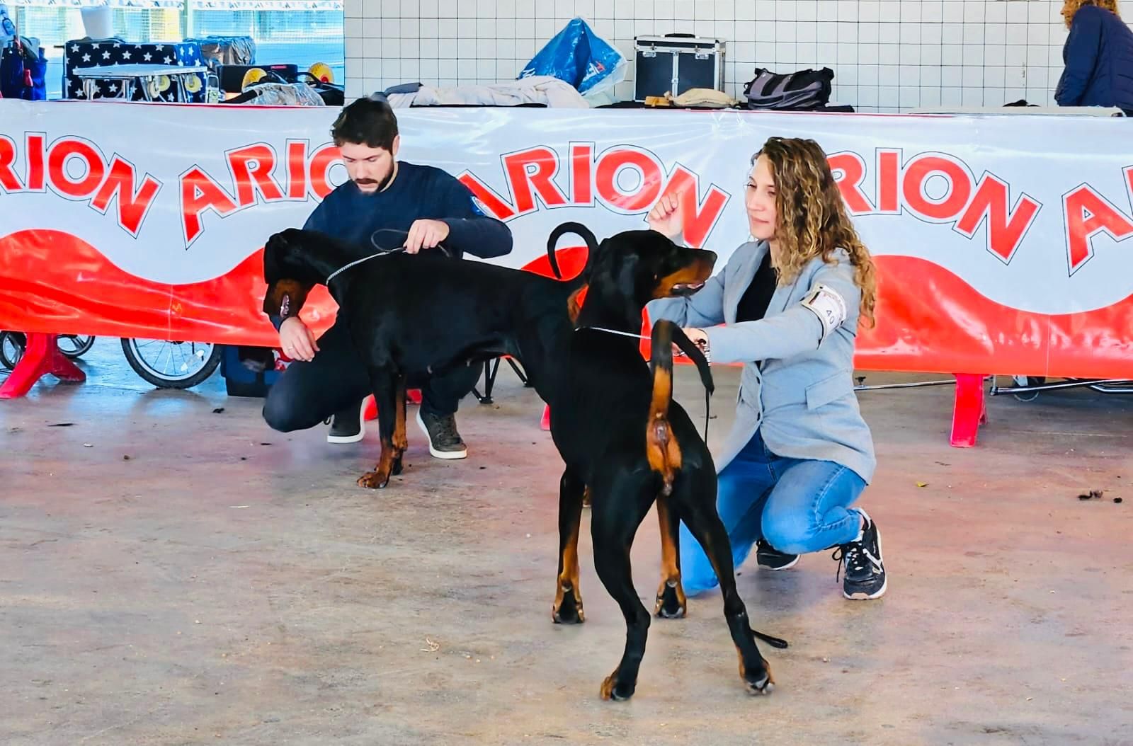 Más de 500 mascotas participan en la primera jornada del Concurso Internacional Canino en Torrent