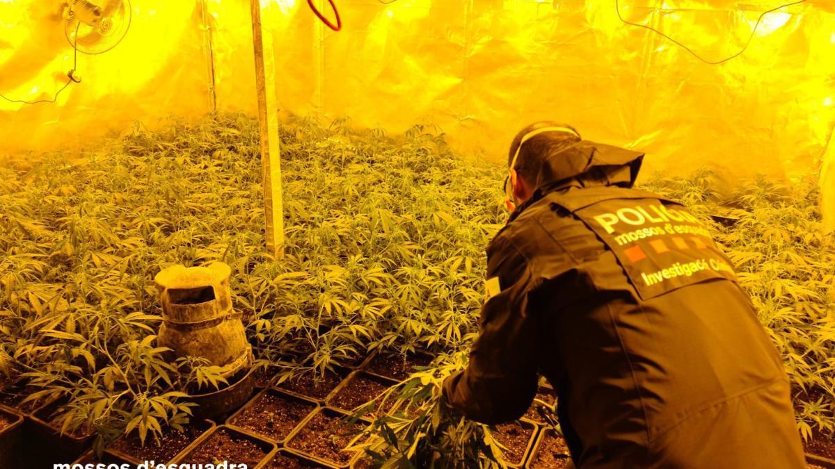 Una plantació de marihuana