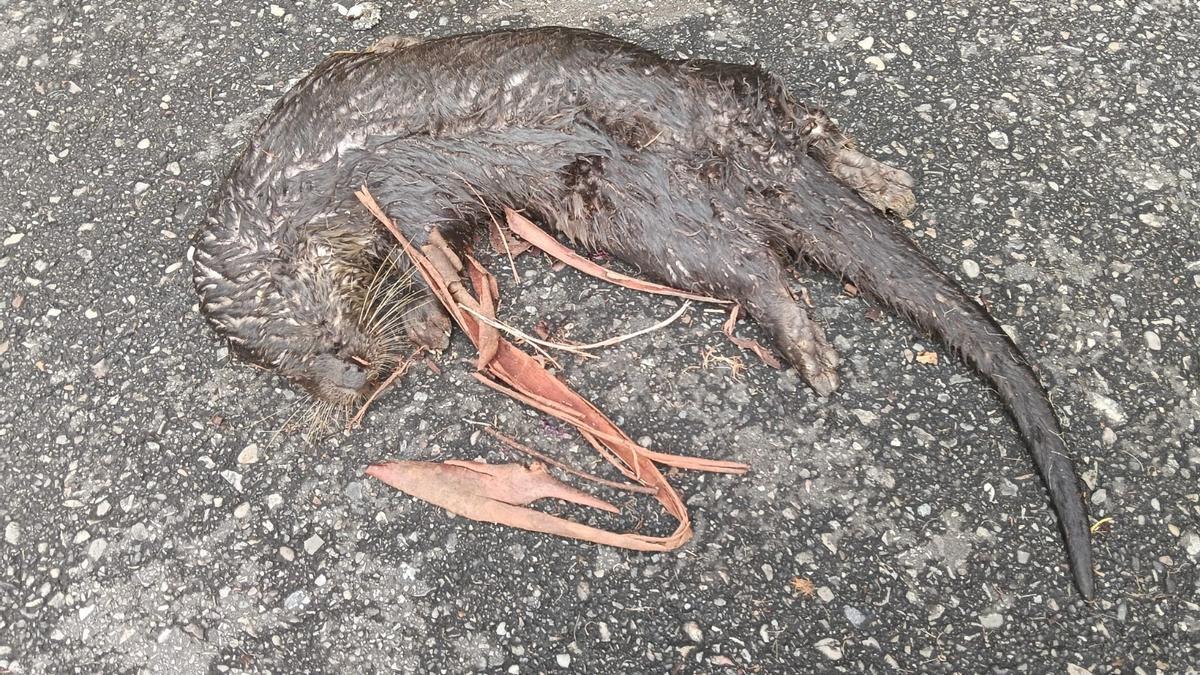 La nutria muerta aparecida en la carretera