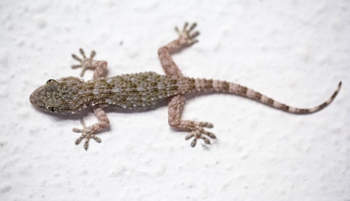 El dragón                                    de la suerte