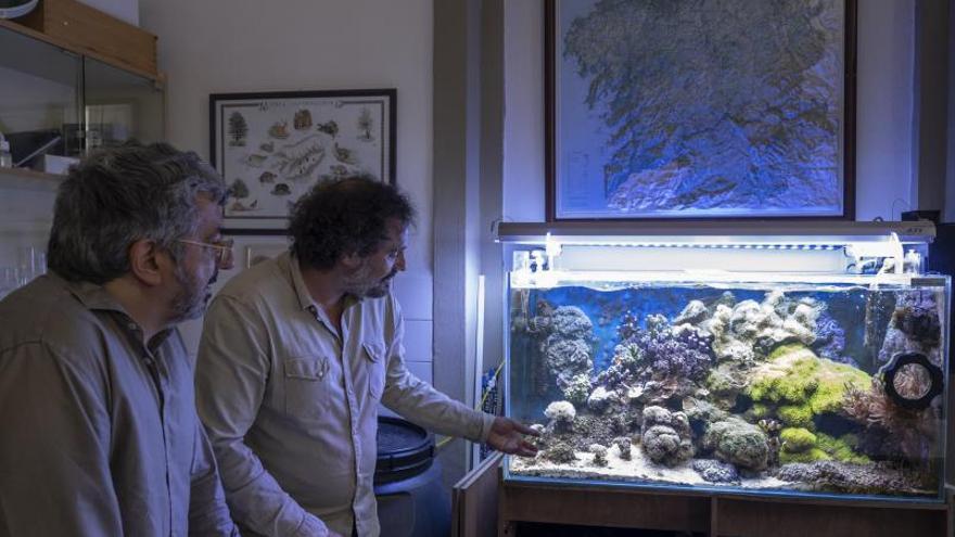 Los creadores del acuario en el instituto Otero Pedrayo. |   // BRAIS LORENZO 