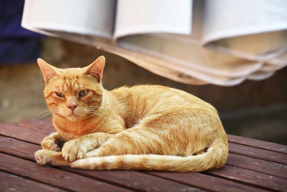 El nombre de gossos adoptats a Manresa cau el 38% i augmenten els gats trobats al carrer