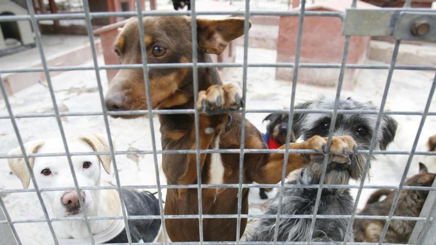 Gossos en una protectora d&#039;animals gironina, en una imatge d&#039;arxiu