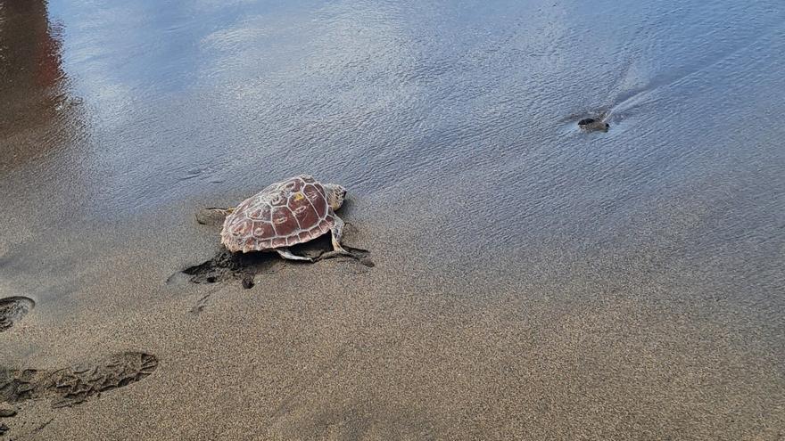 El Cabildo libera una tortuga con escolares para conmemorar el Día Mundial de las Tortugas Marinas