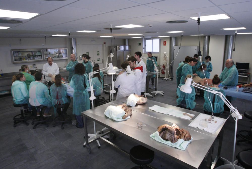 Un taller al laboratori d’anatomia humana  de la facultat, treballant amb peces de dissecció.