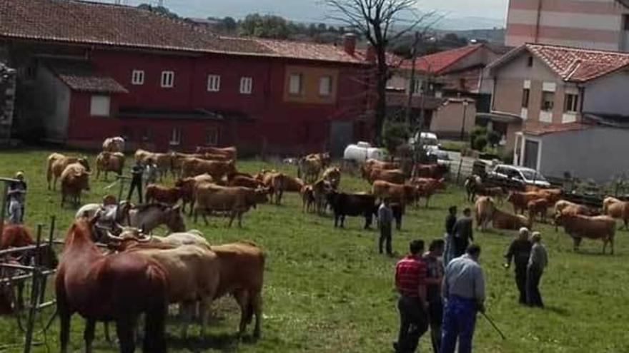 Muestra de ganado en una pasada edición de la Feria de Covadonga de La Espina.