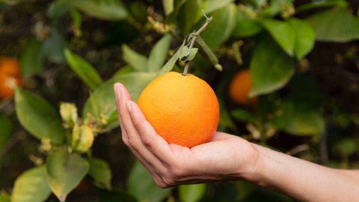 Despídete de comer naranjas esta es la razón por la que hay que eliminarlas