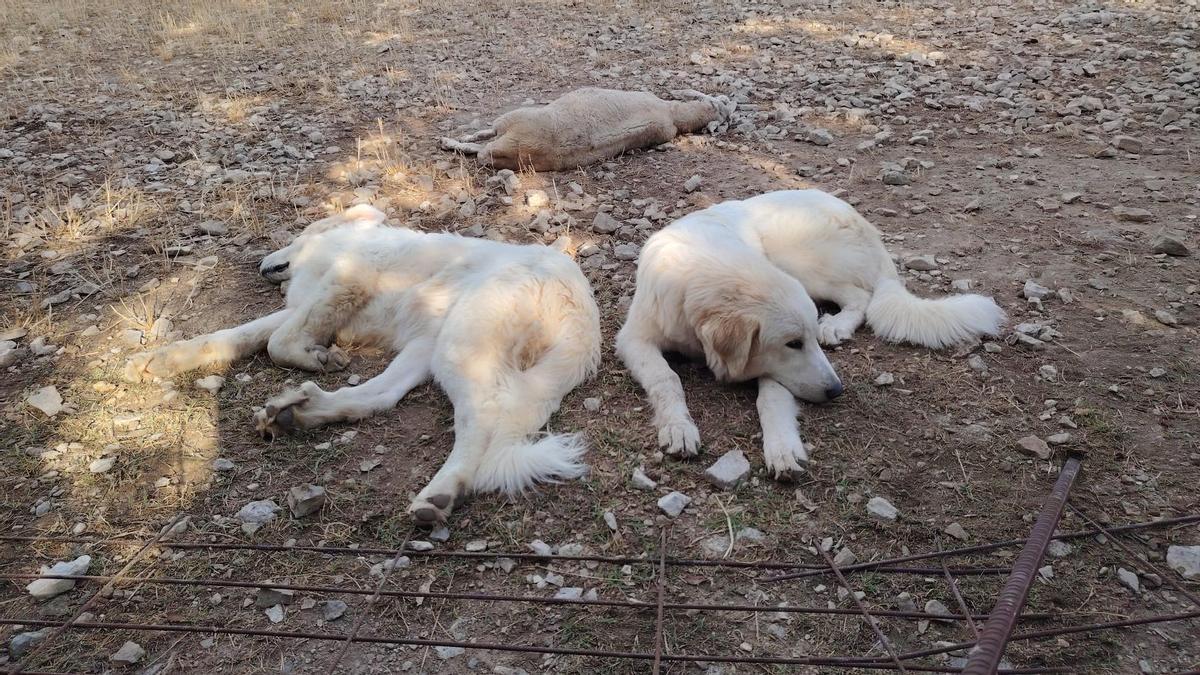 Els gossos mastins a la vora d'una ovella morta