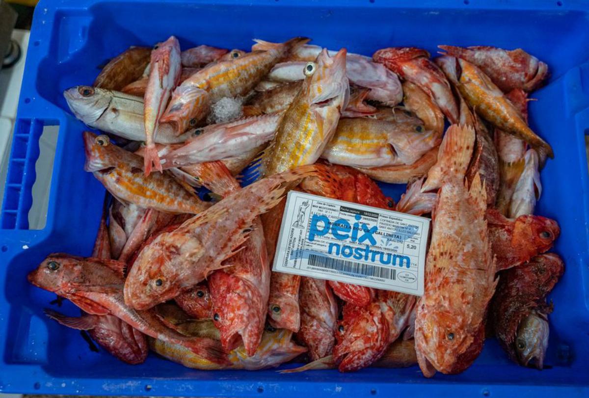 El sello ‘Peix Nostrum’ identifica los ejemplares pescados en aguas ibicencas. | PEIX NOSTRUM