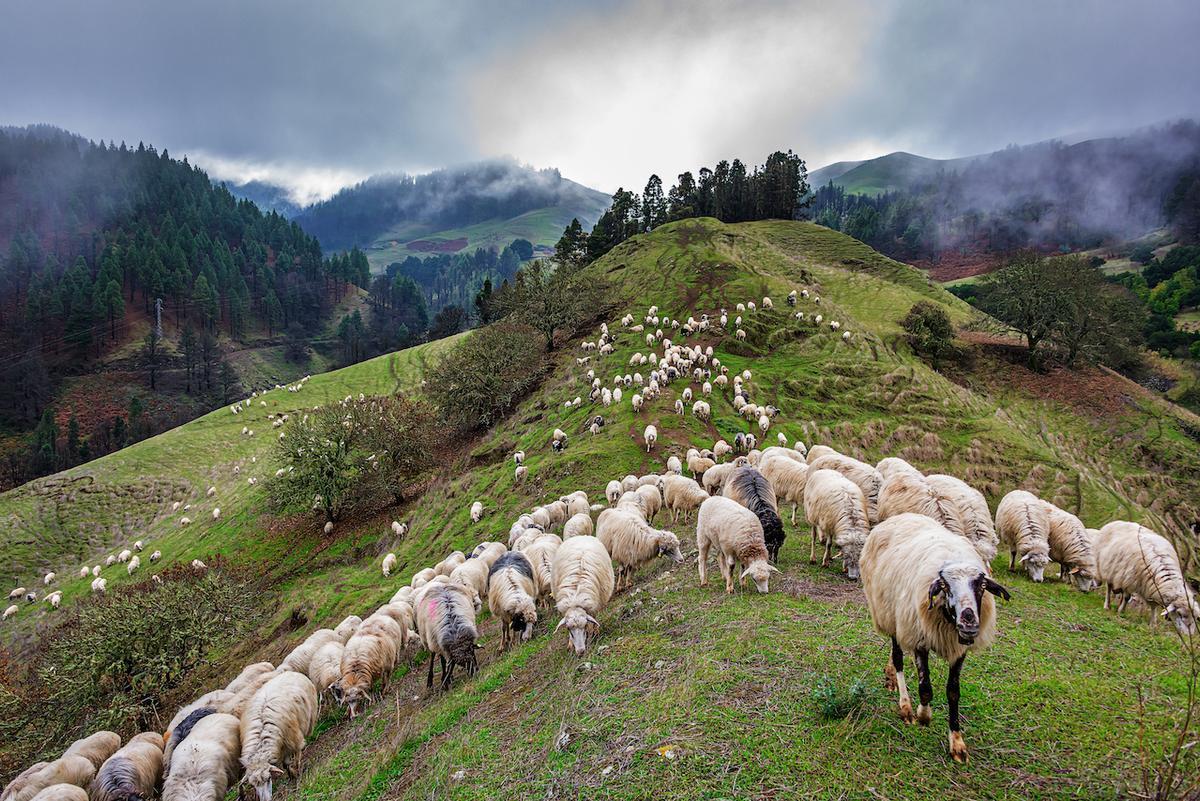 Tashumancia, el gran arte de la ganadería en Gran Canaria.