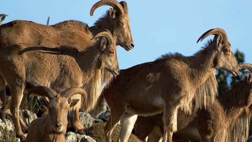 Manada de arruís en Sierra Espuña.