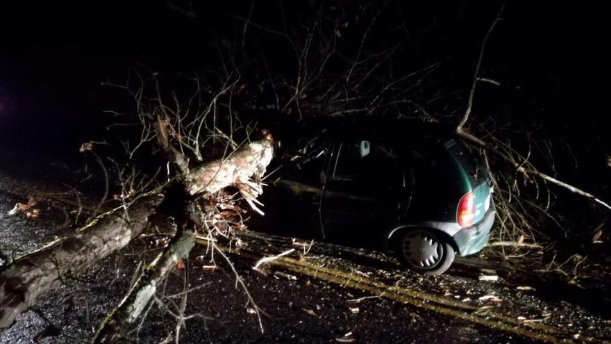 Otro gran susto en las carreteras de Asturias por el desplome de un árbol sobre un vehículo