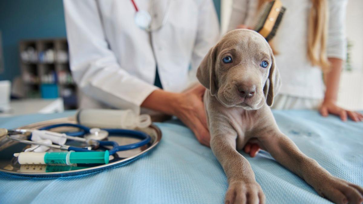 Un perro en el veterinario, en una imagen de archivo.