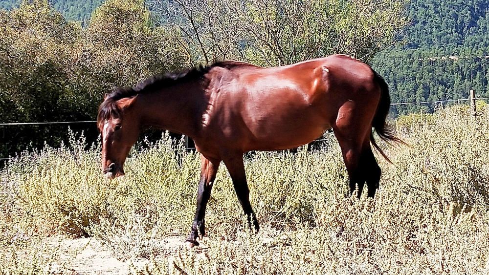 Cardona. Els cavalls pertanyen a la família dels èquids i són mamífers ungulats. La femella és l’euga. El seu principal aliment és l'herba. També ho són els pinsos i els farratges.