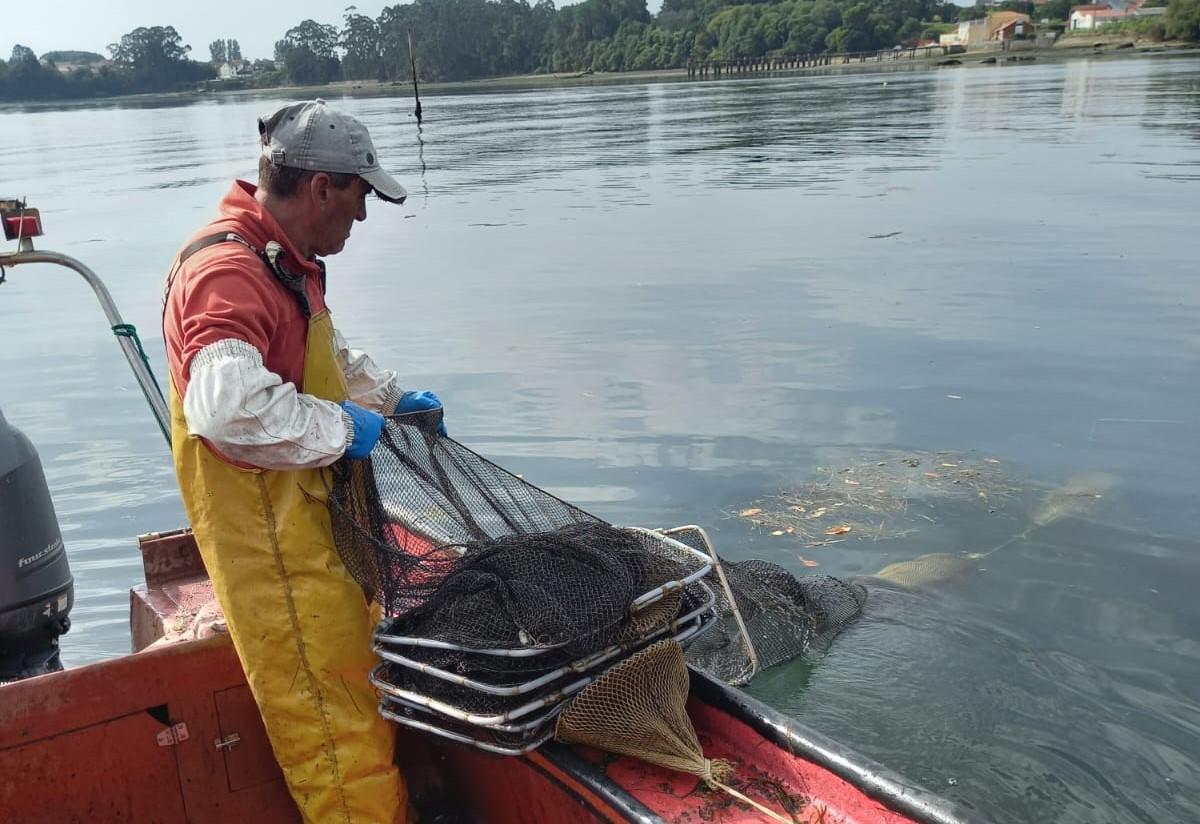 Un pescador de anguila en la ría de Arousa.
