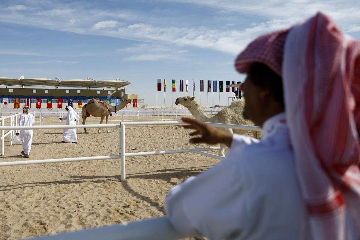 Concurso de belleza de camellos en Qatar