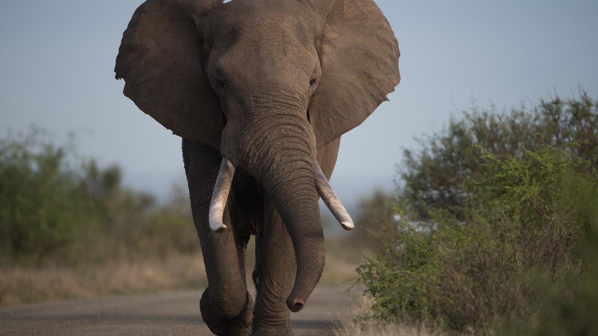 Los elefantes (Elephas maximus y Loxodonta africana) son conocidos por su fuerza y tamaño