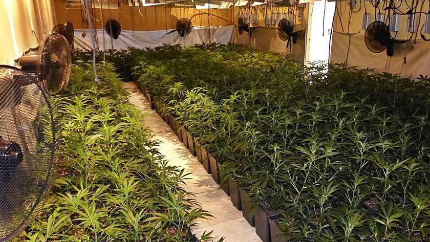 La plantació de marihuana que es va intervenir