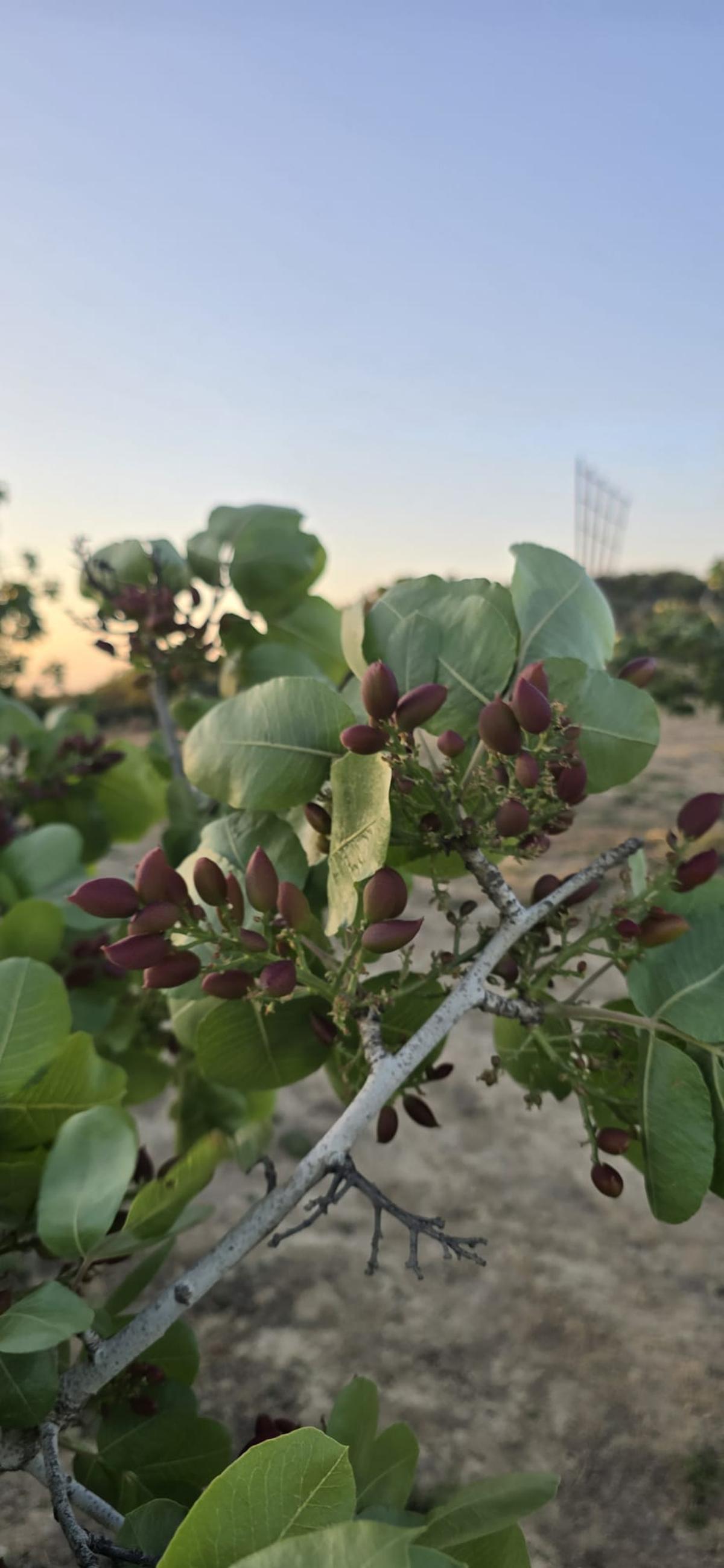 Plantación de pistachos en las fincas que la empresa Foment Agrícola Les Garrigues tiene entre Maials y Llardecans, en Lleida, esta semana.