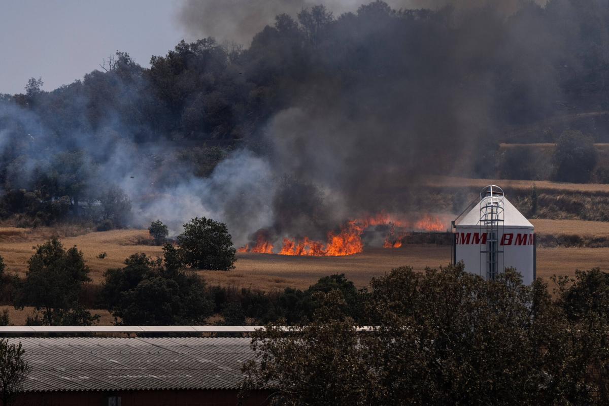 Una explotación ganadera, ante unos campos de trigo, durante el incendio de la Segarra.