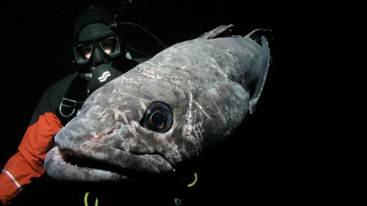Ejemplar de merluza negra, junto a un buceador profesional