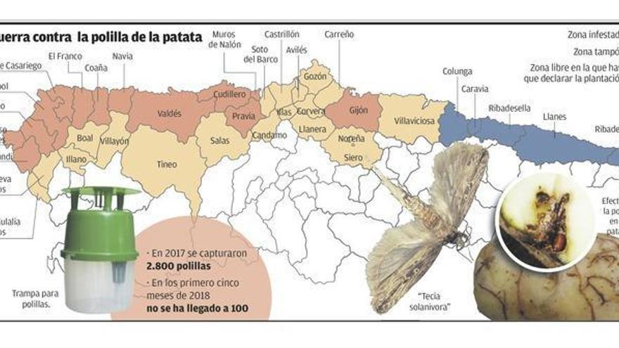Cae la presencia de la polilla de la patata en Asturias y la plaga se da por controlada