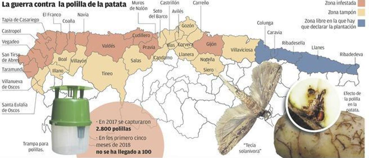 Cae la presencia de la polilla de la patata en Asturias y la plaga se da por controlada