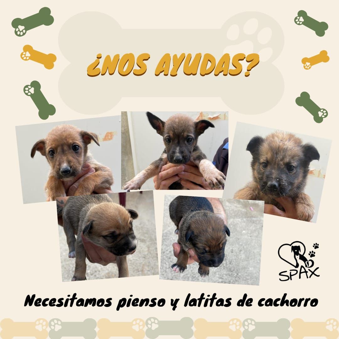 Cinco nuevos cachorros de Podenco son tutelados en las instalaciones de la protectora Spax de Xàtiva