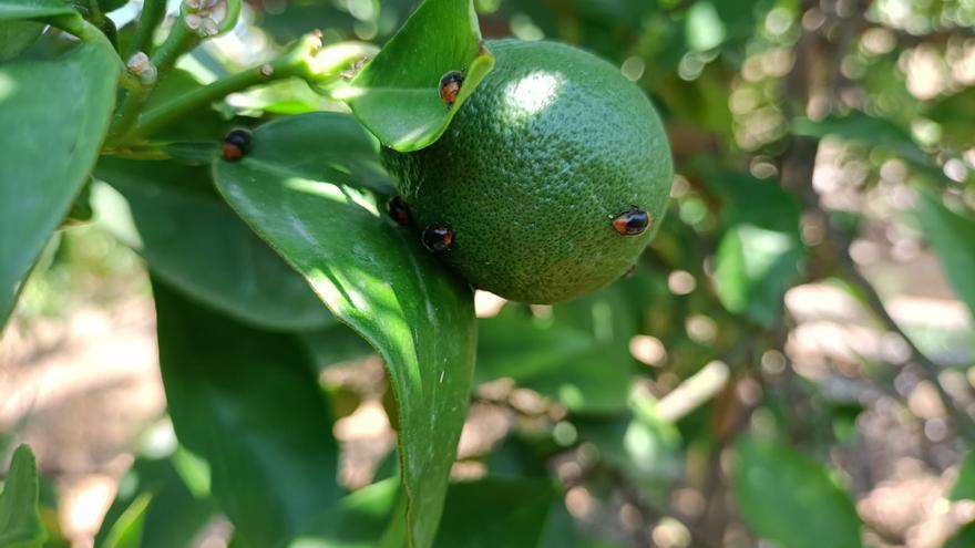 La suelta de depredadores y las trampas reducen a mínimos la presencia del ‘cotonet’ en el sector citrícola