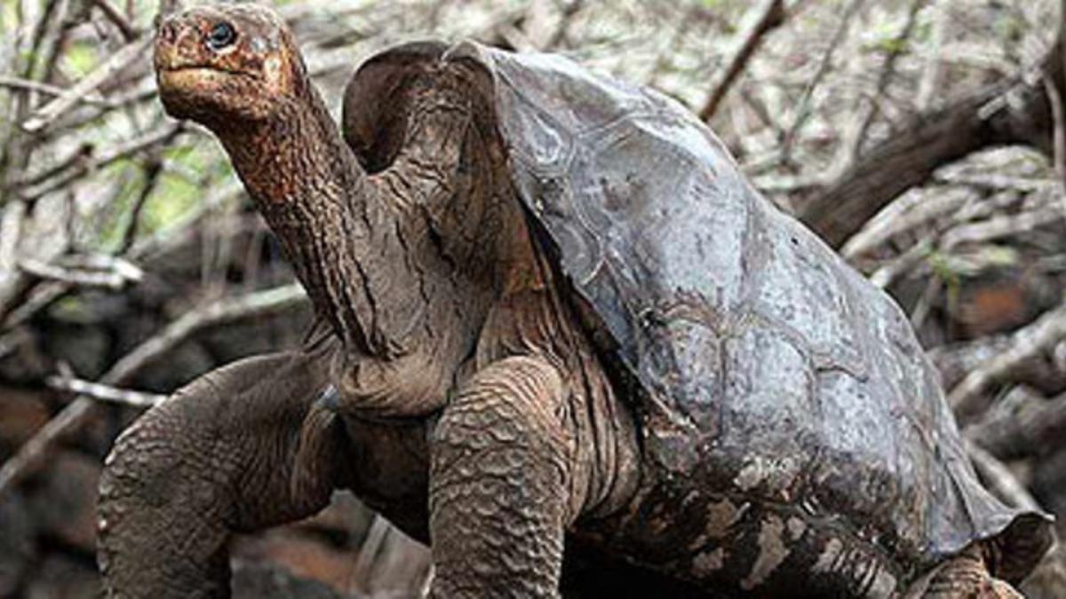 Imagen de Solitario George, única tortuga de la especie 'Chelonoidis nigra abingdoni'.