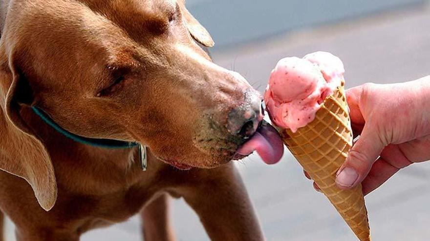 Gelats per a gossos, un nou invent mexicà