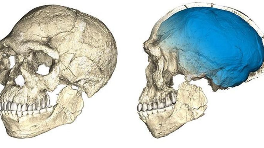 Reconstrucción del cráneo del primer &#039;Homo sapiens&#039;.