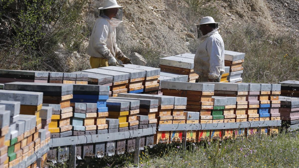 Las colmenas no podrán instalarse cerca de los campos de cítricos entre el  8 de marzo  y el 31 de mayo de este año