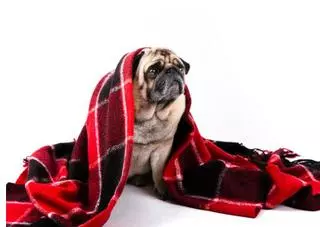 Aquests són els senyals per saber que el teu gos està passant fred