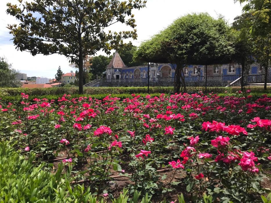 Rosa "Castell d'Alaquàs" en el palacio Fronteira de Lisboa.