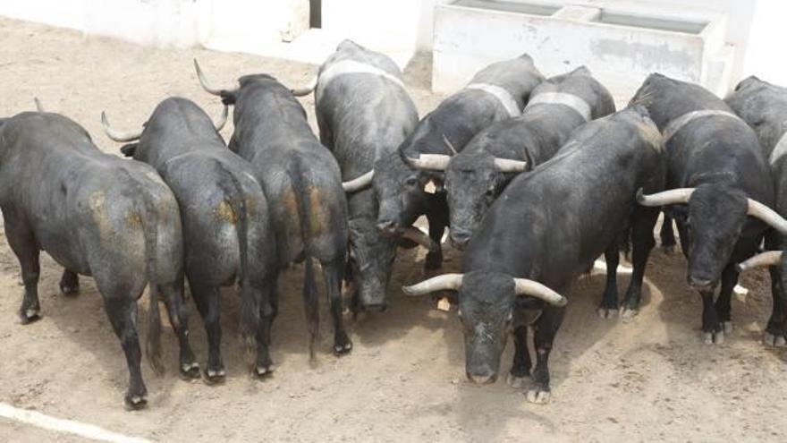 Toros de la ganaderia de Adolfo Martín que se lidiarán mañana, en la primera corrida de la Feria de Hogueras.