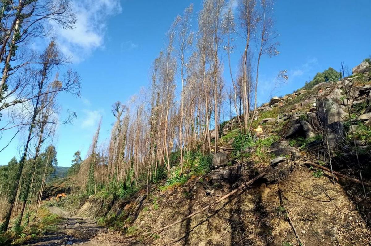 Operarios talan árboles quemados en la zona afectada que linda con la autovía. |   // G.N.