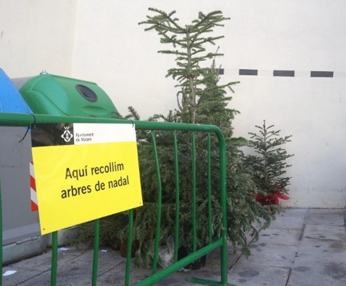 Mataró s’afegeix a la sostenibilitat amb el reciclatge d’arbres de Nadal