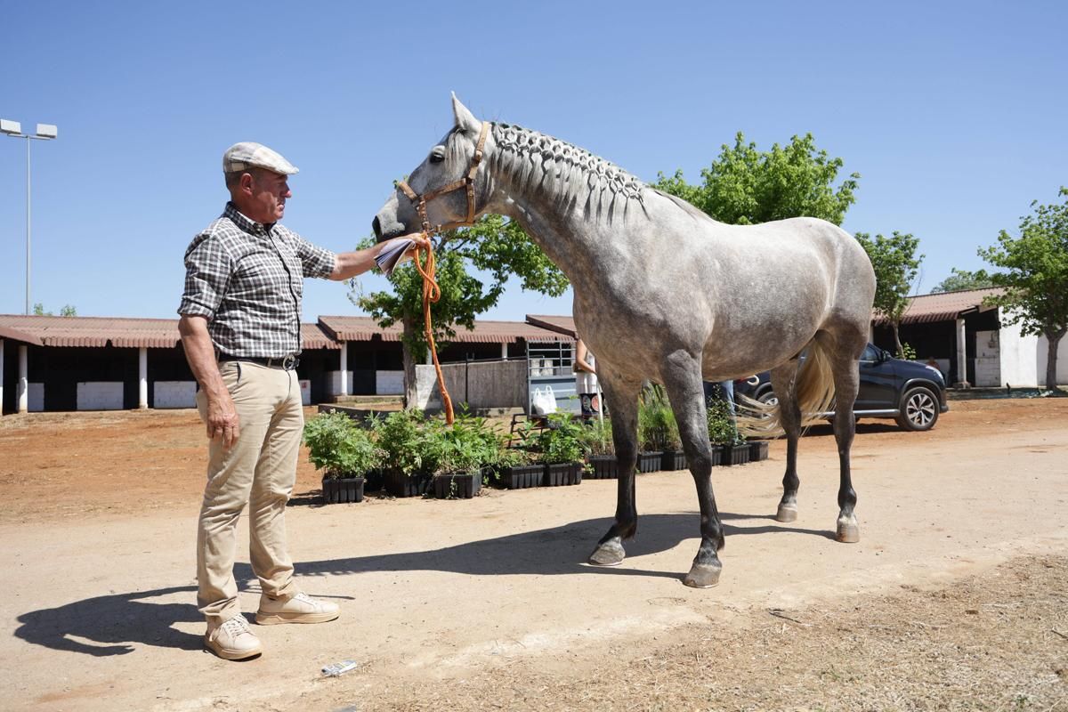 Fotogalería | Así se ha desarrollado la feria equina de Cáceres