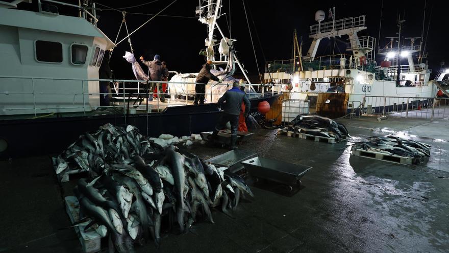 La imposición de una cuota amenaza a la pesca de tintorera en el sur del Atlántico