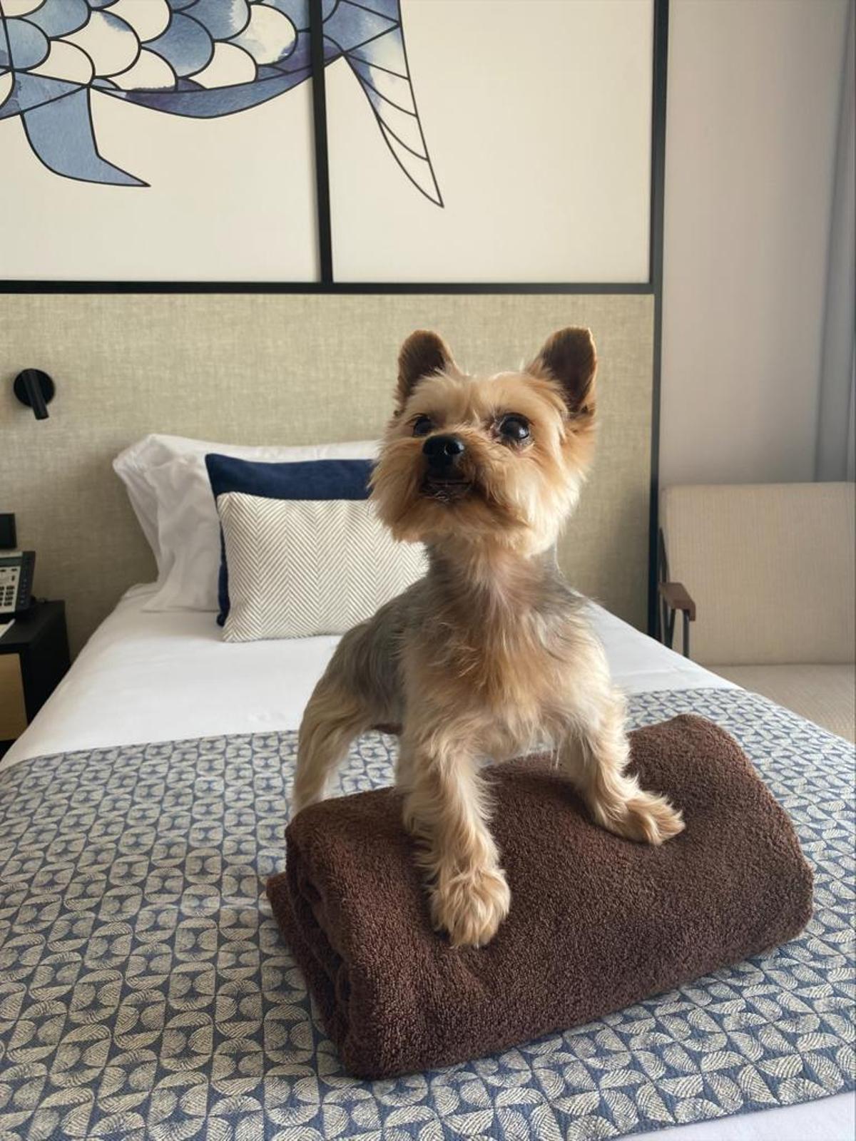 Dreams Lanzarote Playa Dorada: Hotel petfriendly cinco estrellas para disfrutar de Lanzarote con toda la familia