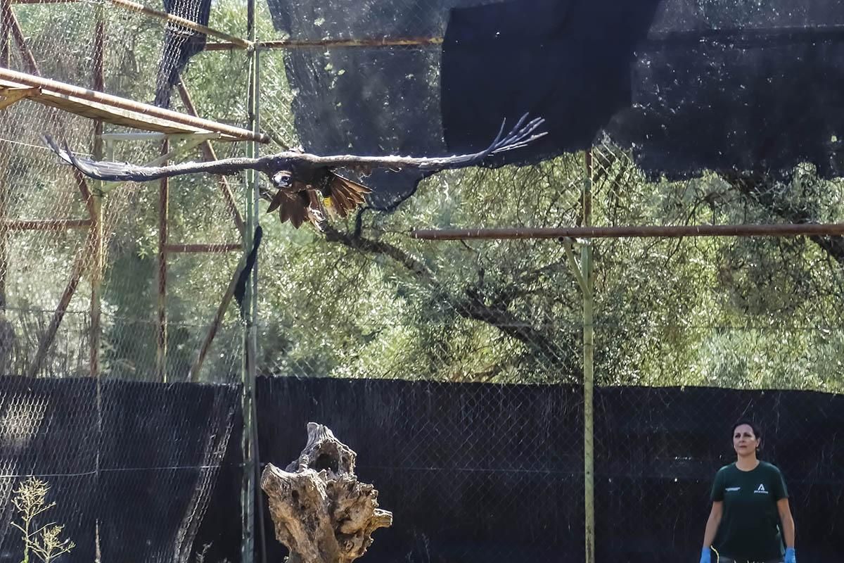 El Centro de recuperación de especies amenazadas de Córdoba, en imágenes