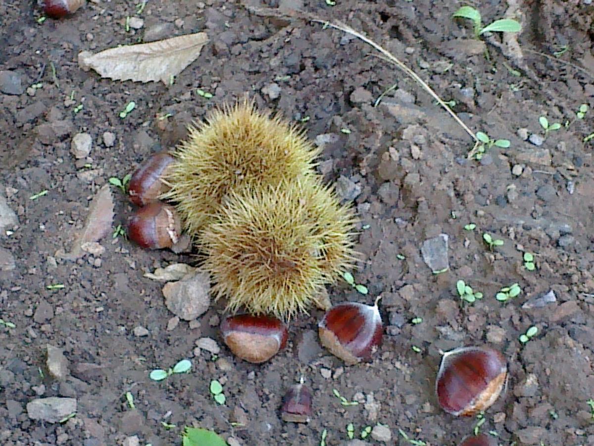 Asaja Málaga espera 3 millones de kilos de castañas en el Valle del Genal.